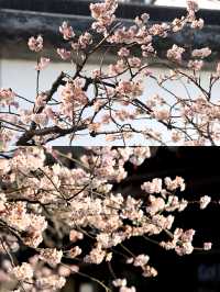 蘇州賞桃花‖打卡避坑攻略
