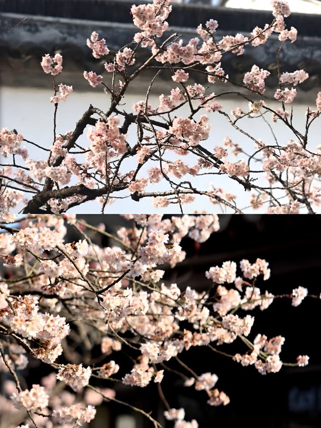 蘇州賞桃花‖打卡避坑攻略