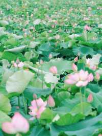 誤入荷花深處🪷杭州免費賞荷採摘地