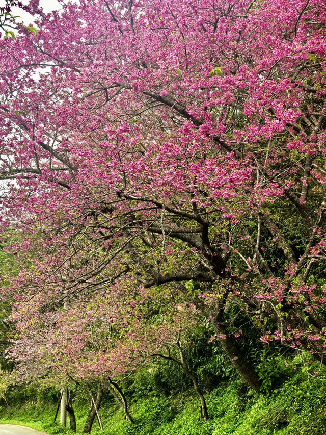 八重岳櫻舞，南國春光