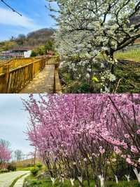 西安1.5小時去賞花 西北最大梅園梅花開