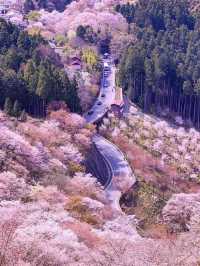 奈良賞櫻全攻略：古都春日與鹿共舞的櫻花物語！