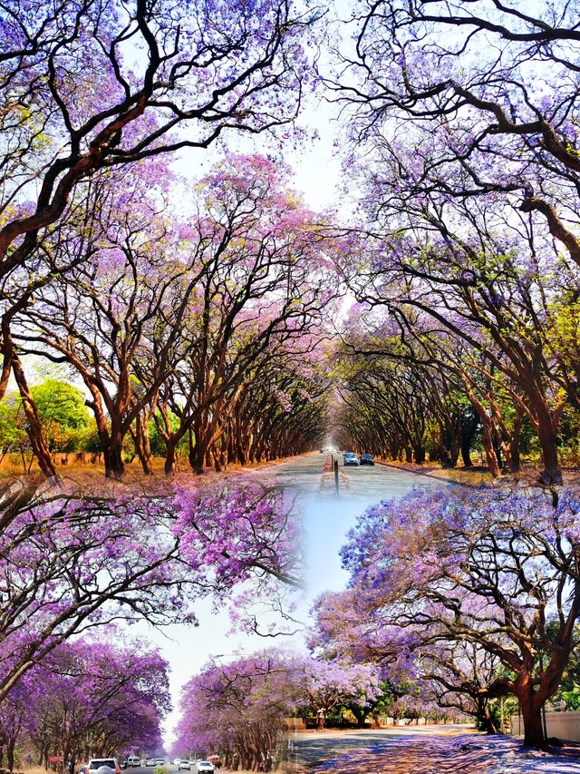 探秘非洲「花城」哈拉雷，邂逅不一樣的津巴布韋
