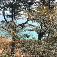 釜山限定浪漫🌸 迎月路海邊櫻花嘉年華