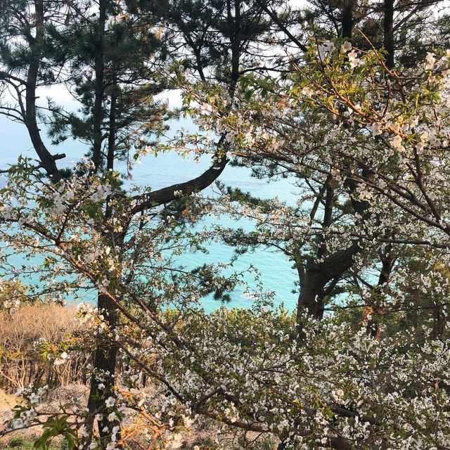 釜山限定浪漫🌸 迎月路海邊櫻花嘉年華