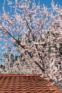 大連勞動公園嘅桃花已經靚到升華咗啦