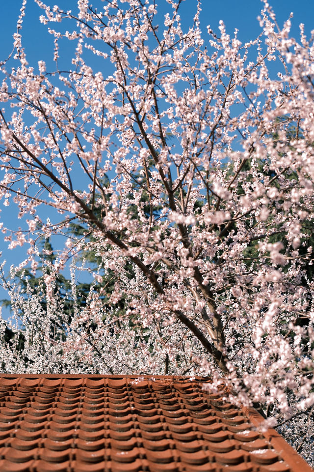 大連勞動公園嘅桃花已經靚到升華咗啦