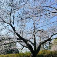 🌸日本福岡櫻花季--舞鶴公園🌸