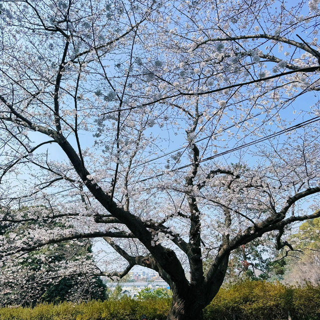 🌸日本福岡櫻花季--舞鶴公園🌸