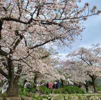 🌸福岡遊之舞鶴公園賞櫻🌸 