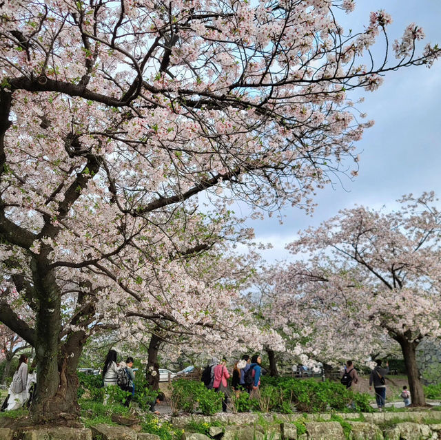 🌸福岡遊之舞鶴公園賞櫻🌸 