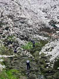 新山公園，山海交織的粉色樂章