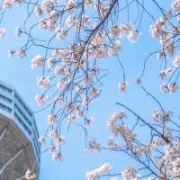 小韓🇰🇷櫻花實況！美到令人窒息