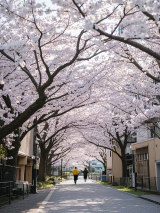函館櫻花三日：山海與人文交織的春日巡禮