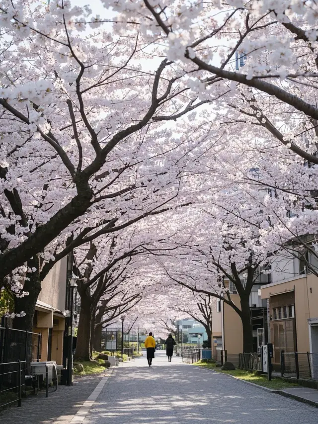 Hakodate Cherry Blossom 3-Day Tour: A Spring Pilgrimage Woven with Mountains, Sea, and Culture