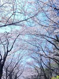 🌸春日限定 | 首爾石村湖浪漫櫻花季