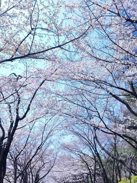 🌸春日限定 | 首爾石村湖浪漫櫻花季