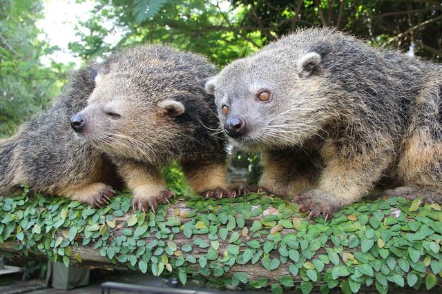 巴厘島野生動物園：與自然共舞的奇幻之旅