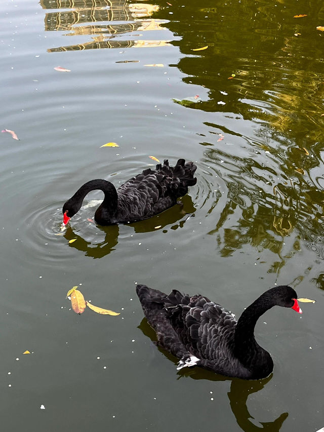 珠江公園：鬧市中的綠色明珠