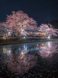  2025 年你不能錯過！東京夜櫻點燈時間大全！