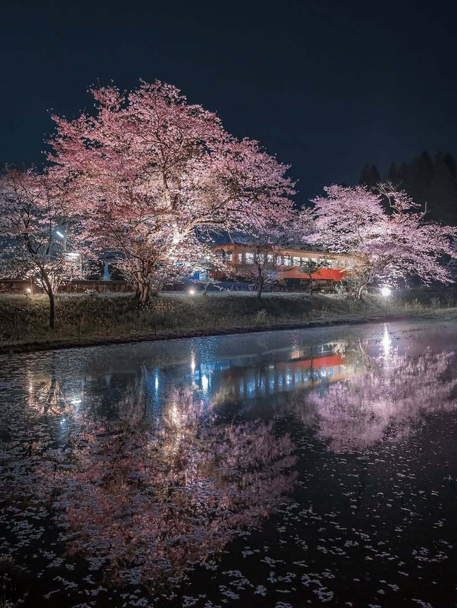  2025 年你不能錯過！東京夜櫻點燈時間大全！
