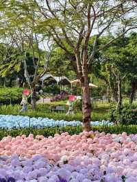 🌷珠海春日 | 花海棧道奇幻之旅，速來解鎖✨