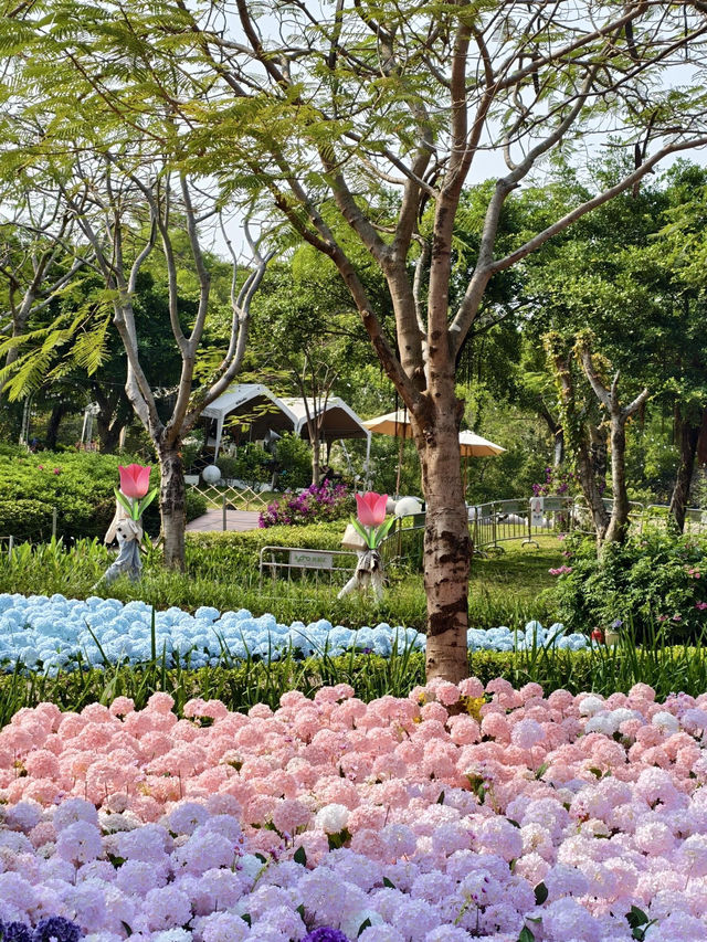 🌷珠海春日 | 花海棧道奇幻之旅，速來解鎖✨