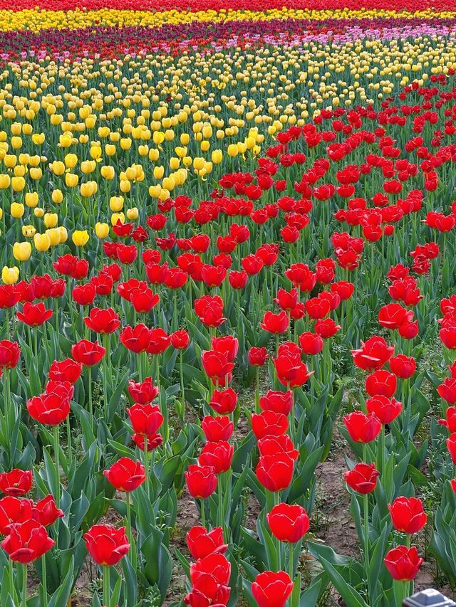 西安賞花遊興慶宮鬱金香花海太美了