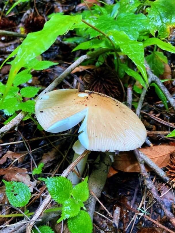 昆明周邊遠足|每週一山，山野行走，親近自然