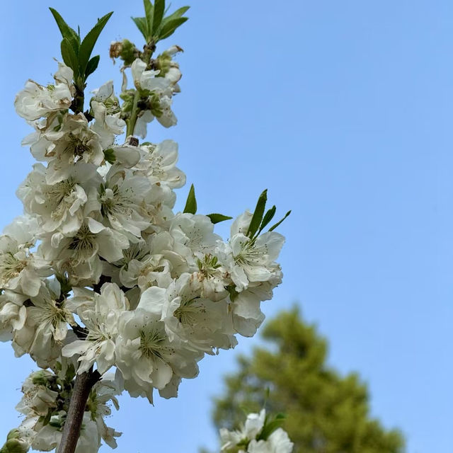 Season of Blossom in Beijing 🌸🌺🌼