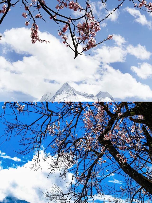 來西藏迎接你的"桃花"運吧！