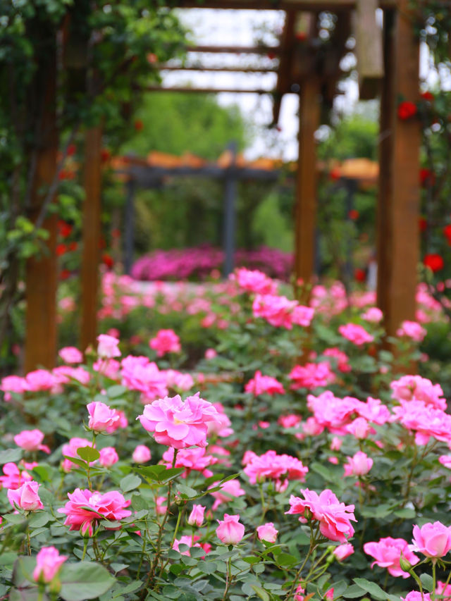 欽州月季花
