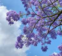 錯過等一年！昆明藍花楹的夢幻暴擊！