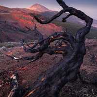 Canary Islands