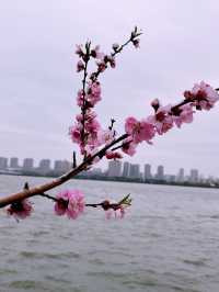 蠡園春日限定|誤入粉色櫻花仙境