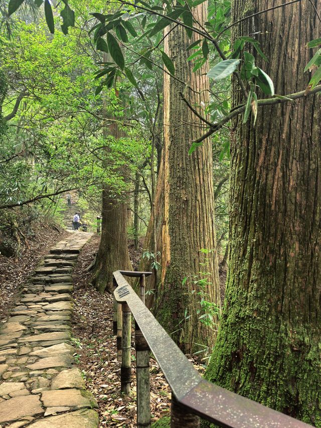 逃離城市•低能量旅行天目山度假攻略