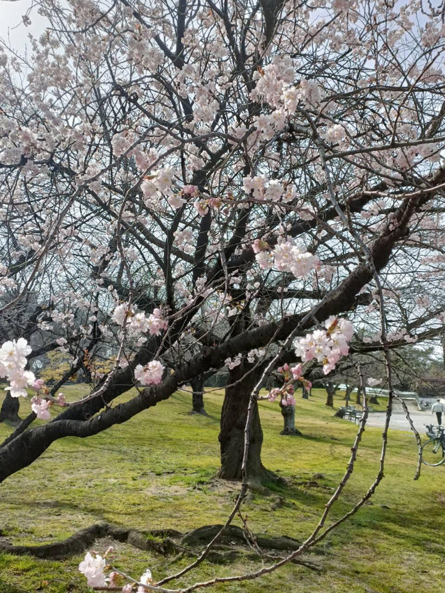 🌸春賞櫻花夏賞鯨攻略（上）｜台灣秘境大爆發！