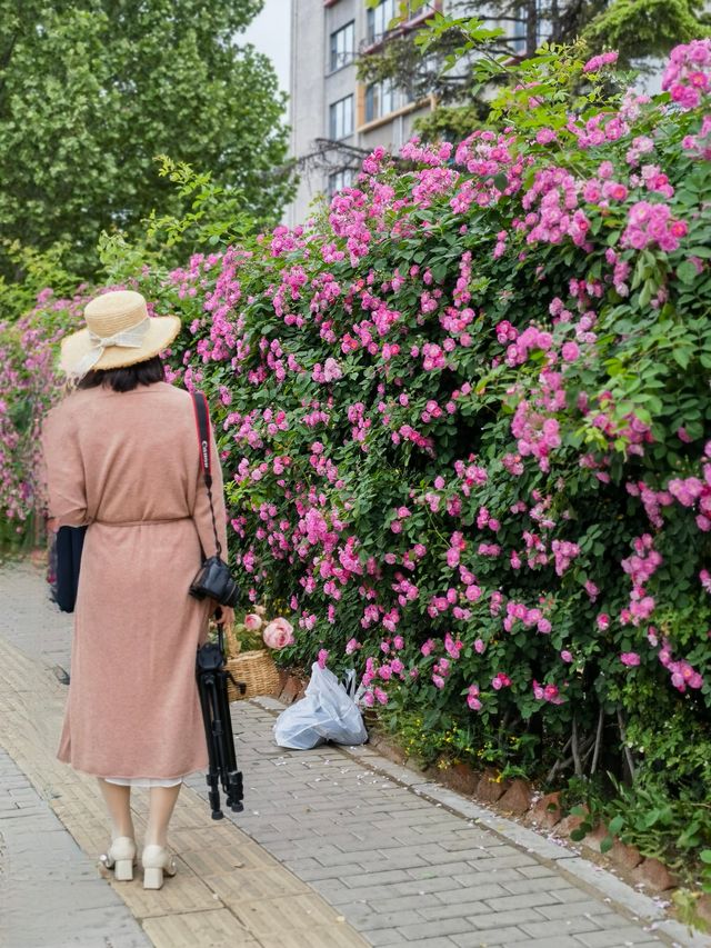 北京薔薇花已開好兩大打卡點分享～