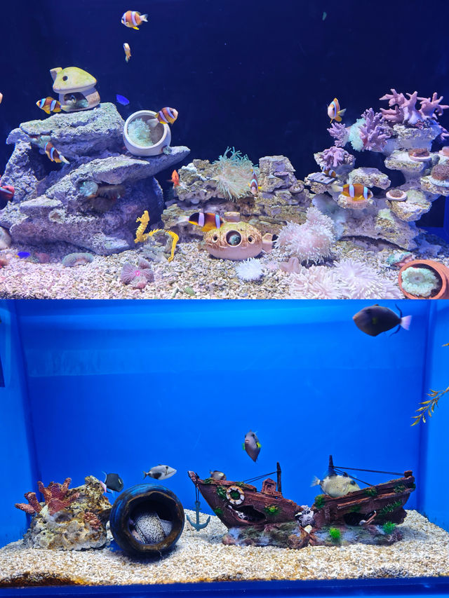 在廣州！與海洋精靈親密接觸的絕佳去處