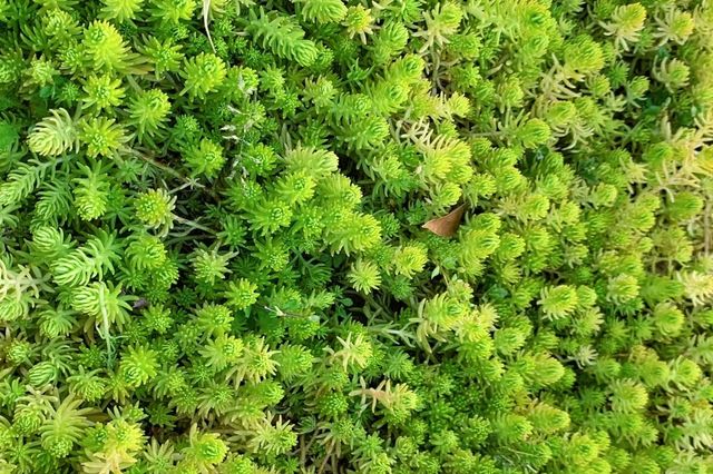 學習益陽獨特的茶文化