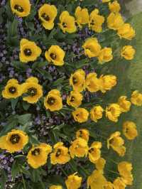 Luboyuan Nanjing: a mini Netherlands to see tulip 🌷