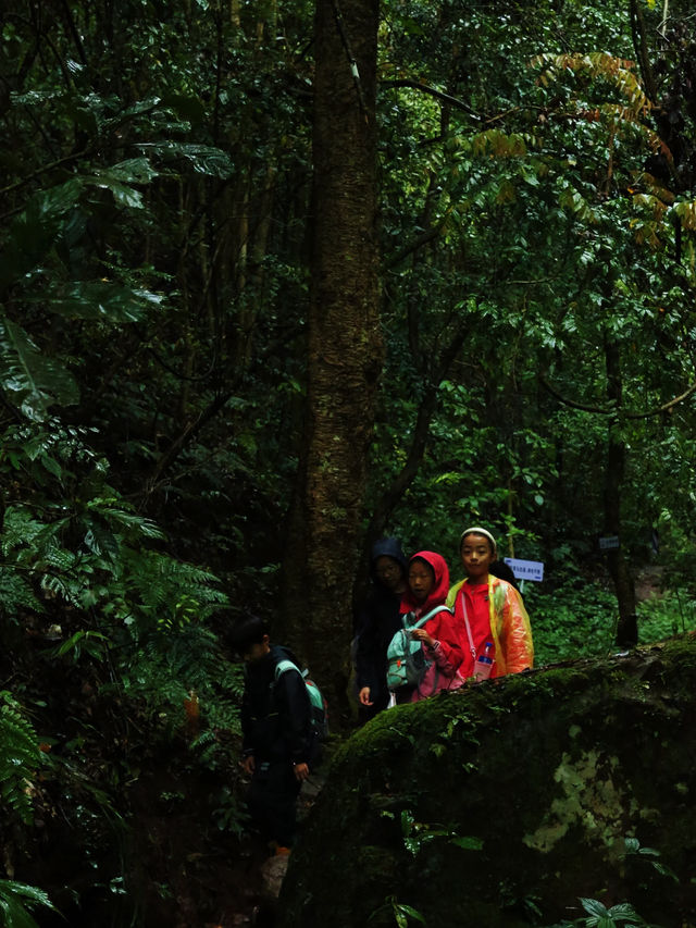 茶馬古道 | 雨林徒步探秘之旅