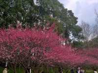 成都春日漫遊｜在浣花溪公園邂逅詩意與花開