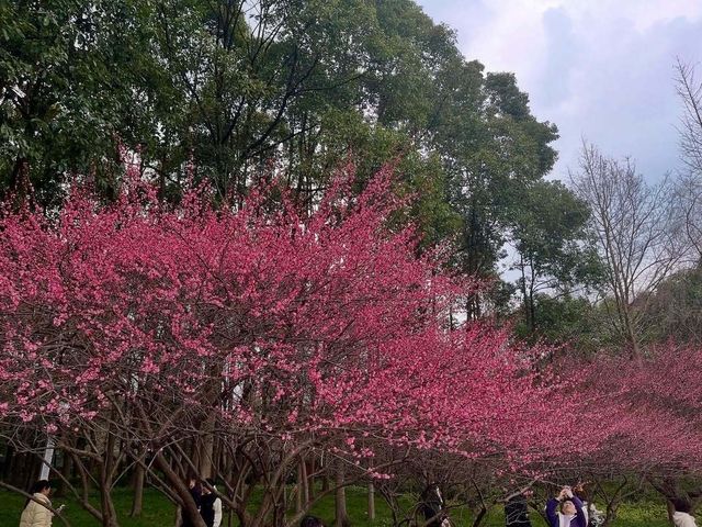 成都春日漫遊｜在浣花溪公園邂逅詩意與花開