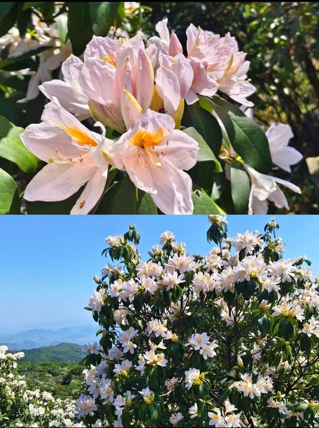 五月浪漫限定——大聖山杜鵑花