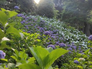Chiba Hattori Farm Hydrangea Photo Guide