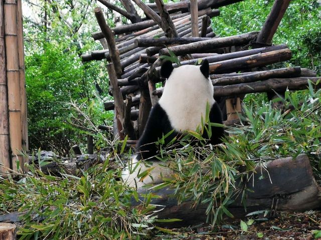 成都大熊猫繁育研究基地｜避開人潮的在地玩法