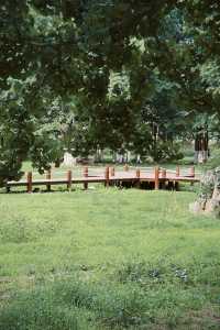 臨沂周邊週末遊：春夏嘅生生園靜謐生機