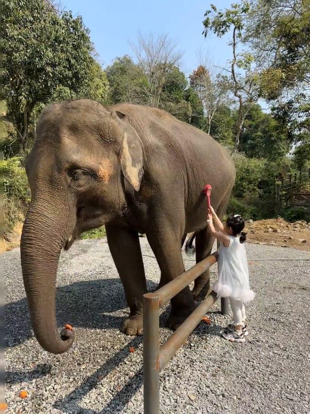 西雙版納之旅返嚟啦，暑假帶小朋友去嘅真係要諗清楚啊！
