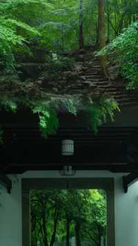 竹海吸氧計劃：杭州雲棲竹徑避暑勝地